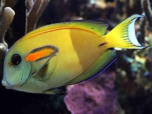 Orange-band Surgeonfish <br> (<em>Acanthurus olivaceus </em>)