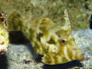 Bristletail Filefish <br> (<em>Acreichthys tomentosus</em>)