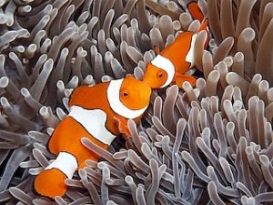 Clown Fish <br> (<em>Amphiprion ocellaris</em>)