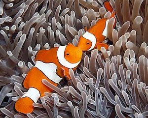 Clownfish <br> (<em>Amphiprion ocellaris</em>)