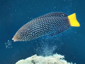 Yellow Tail Wrasse <br> (<em>Anampses meleagrides</em>)