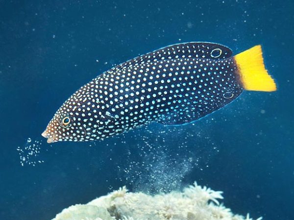 Yellow Tail Wrasse <br> (<em>Anampses meleagrides</em>)