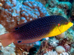 Yellowchest Wrasse <br> (<em>Anampses twistii</em>)