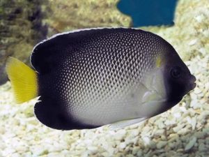 Cream Angel <br> (<em>Apolemicthys xanthurus</em>)