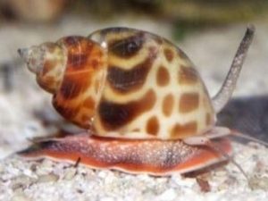 Orange Marble Snail <br> (<em>Babylonia formosae</em>)