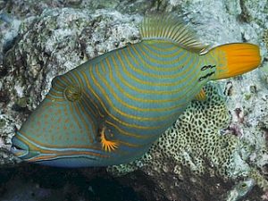 Orange Stripped Triggerfish <br> (<em>Balistapus undulatus</em>)