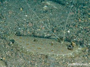 Flounder <br> (<em>Bothus pantherinus</em>)