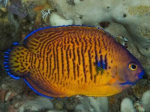 Coral Beauty Angelfish <br> (<em>Centropyge bispinosa</em>)