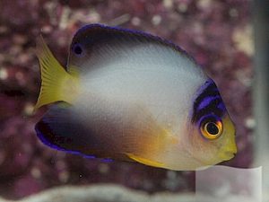 Multicolor angelfish <br> (<em>Centropyge multicolor</em>)