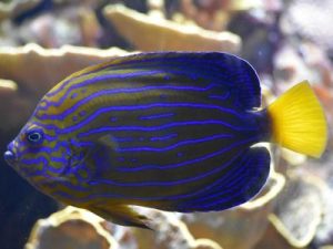 Blue-striped Angelfish <br> (<em>Chaetodontoplus septentrionalis</em>)