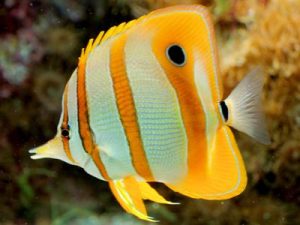 Copperband butterflyfish <br> (<em>Chelmon rostratus</em>)