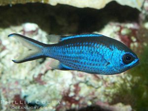 Blue Chromis <br> (<em>Chromis cyanea</em>)