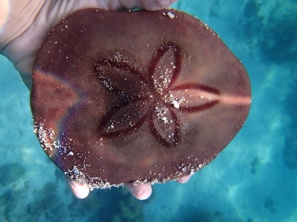 Sand Dollar <br> (<em>Clypeaster subdepressus</em>) - Image 2