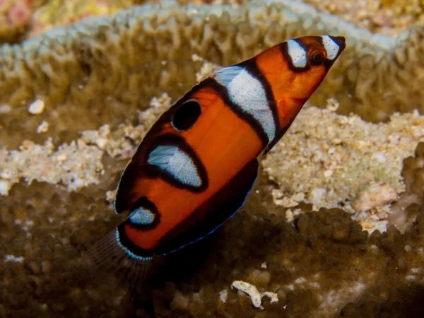 Queen Coris  <br> (<em>Coris formosa</em>) - Image 2