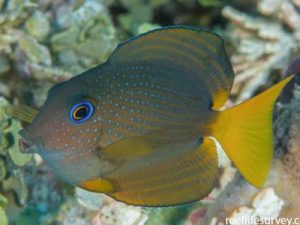Two Spot Bristletooth <br> (<em>Ctenochaetus binotatus</em>)
