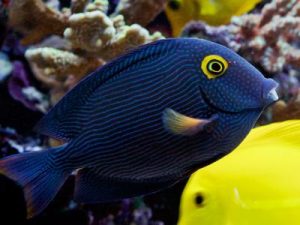 Spotted surgeonfish  <br> (<em>Ctenochaetus strigosus </em>)