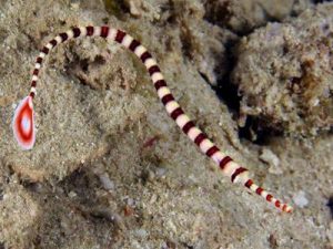 Ringed Pipefish <br> (<em>Dunckerocampus dactyliophorus</em>)