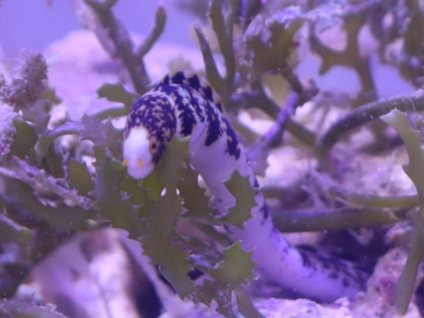 Snowflake Moray <br> (<em>Echidna nebulosa</em>) - Image 2
