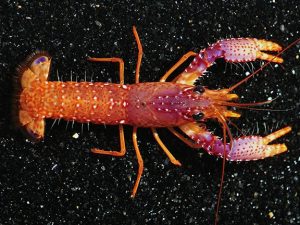 Pink Lobster <br> (<em>Enoplometopus daumi</em>)