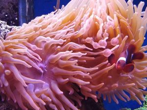 Bubble Tip Anemone <br> (<em>Entacmaea quadricolor</em>)