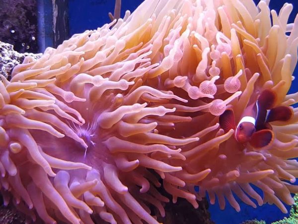 Bubble-Tip Anemone  - Tip Purple <br> (<em>Entacmaea quadricolor</em>)