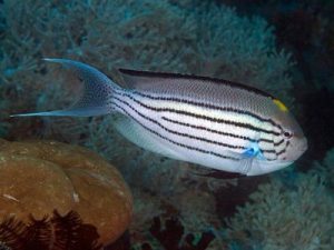 Lamarck’s Angelfish <br> (<em>Genicanthus lamarck</em>)