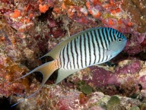 Spotbreast Angelfish <br> (<em>Genicanthus melanospilos</em>)