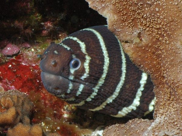Zebra Moray Eel <br> (<em>Gymnomuraena zebra</em>) - Image 3