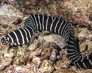 Zebra Moray Eel <br> (<em>Gymnomuraena zebra</em>)