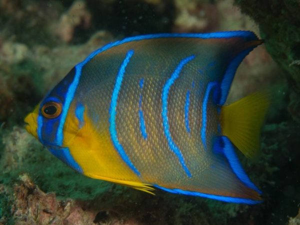 Queen Angelfish <br> (<em>Holacanthus ciliaris</em>) - Image 2