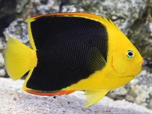Rock Beauty <br> (<em>Holacanthus tricolor</em>)