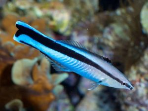 Bluestreak cleaner wrasse  <br> (<em>Labroides dimidiatus </em>)