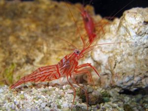 Peppermint Shrimp <br> (<em>Lysmata wurdemanni</em>)