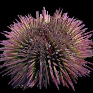 Green Sea Urchin <br> (<em>Lytechinus variegatus</em>)