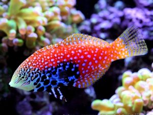Blue Star Leopard Wrasse <br> (<em>Macropharyngodon bipartitus</em>)