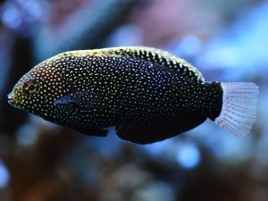 Leopard Wrasse <br> (<em>Macropharyngodon negrosensis</em>)