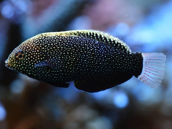 Leopard Wrasse <br> (<em>Macropharyngodon negrosensis</em>)