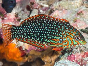 Ornate Leopard Wrasse <br> (<em>Macropharyngodon ornatus</em>)