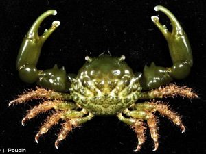 Emerald Crab <br> (<em>Mithraculus sculptus</em>)
