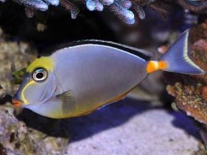 Orange-spined unicornfish <br> (<em>Naso lituratus</em>)
