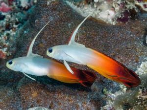 Firefish <br> (<em>Nemateleotris magnifica</em>)