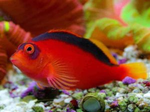 Flame Hawkfish <br> (<em>Neocirrhites armatus</em>)