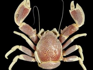Porcelain Crab <br> (<em>Neopetrolisthes maculatus</em>)