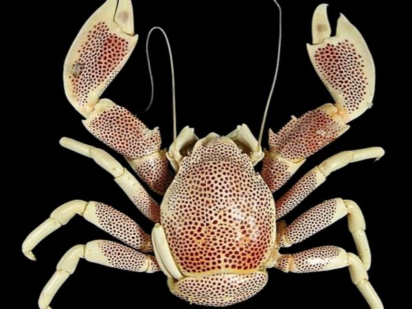 Porcelain Crab <br> (<em>Neopetrolisthes maculatus</em>)