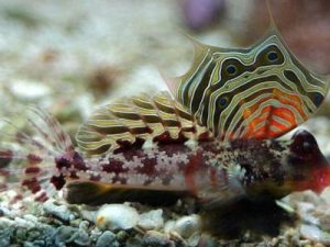 Ocellated Dragonet <br> (<em>Synchiropus ocellatus</em>)