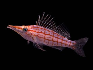 Longnose Hawkfish <br> (<em>Oxycirrhites typus</em>)