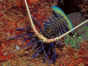 Painted spiny lobster <br> (<em>Panulirus verisolor</em>)