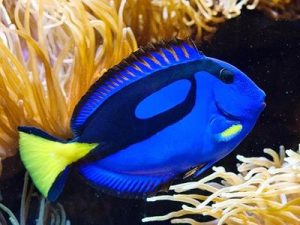 Royal Blue Tang <br> (<em>Paracanthurus hepatus</em>)