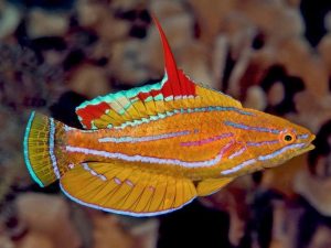 Yellowfin Flasher Wrasse <br> (<em>Paracheilinus flavianalis</em>)