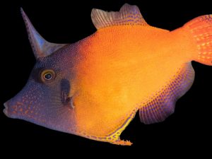 Redtail Filefish <br> (<em>Pervagor melanocephalus</em>)